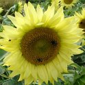 Helianthus annuus 'Pacino lemon'
